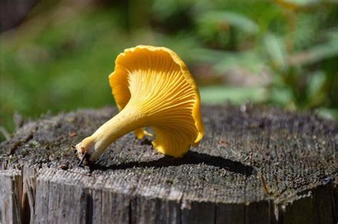 Common Stump Mushrooms (10 Species) | Try Green Recipes