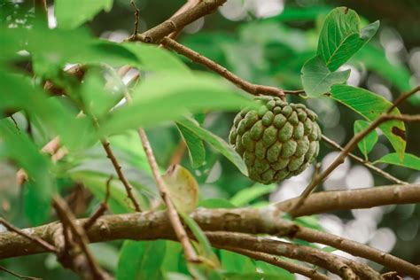 Annonaceae Fruits Consumption and the Risk of Cognitive Impairment | Global Brain Health Institute