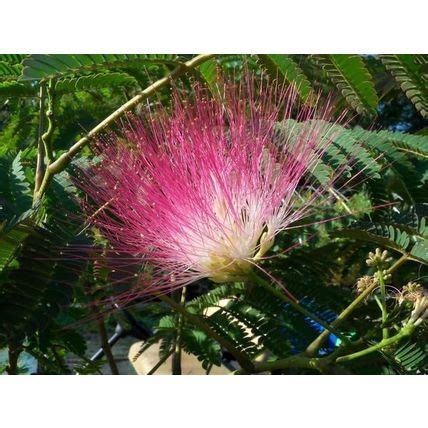 50 Pink Mimosa Tree Seeds for Planting Heirloom Persian Silk Tree/Pink Siris See 646688520258 on ...