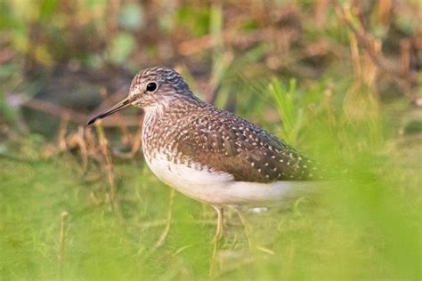 Birds of Hainan: The Green Sandpiper - TropicalHainan.com