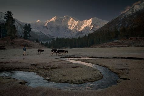 Ural Mountain cattle photo by Sergei Alexeyevich - Photorator