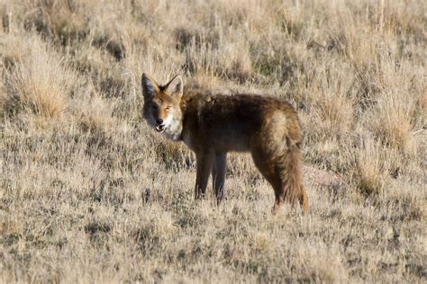 Antelope Island -- Wildlife in photography-on-the.net forums