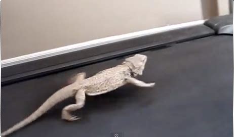 Video of the Week: Bearded Dragon Running on Treadmill – The Daily Opinion