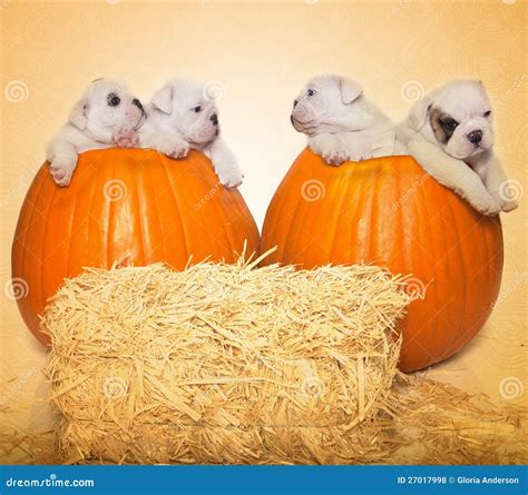 Halloween Portrait - 4 Puppies 2 Pumpkins Stock Photo - Image of ...