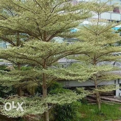 variegated african talisay | Outdoor gardens design, Sloped garden, Pretty plants