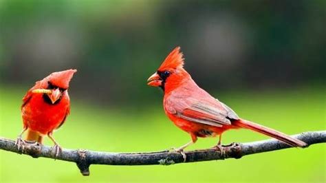 What is the Indiana State Bird and Flower? - Foreign USA