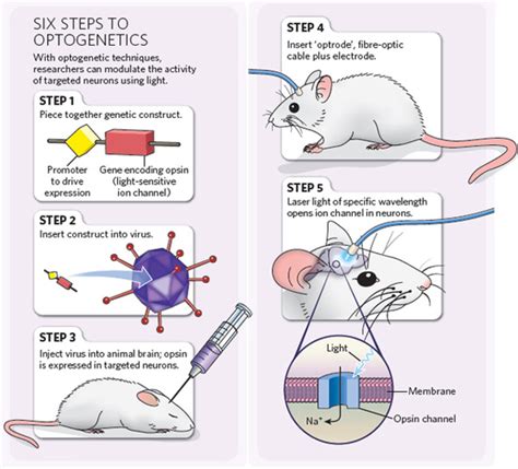 Why & How? - Optogenetics