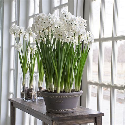 Paperwhite Narcissus | White Flower Farm