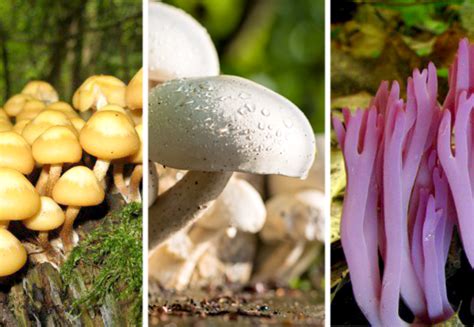 Types of Fungi: Mushrooms, Toadstools, Molds, and More - Owlcation