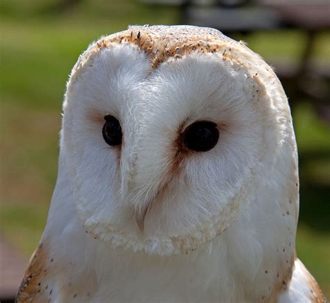 There's a barn owl in that old barn! - Beavercreek Demonstration Farm