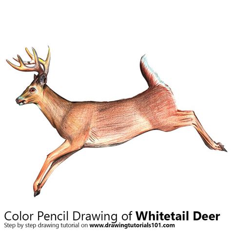 White-tailed Deer with Color Pencils [Time Lapse] | Whitetail deer ...