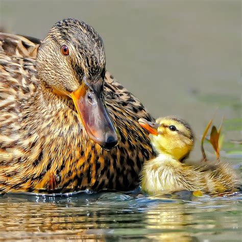 Baby Duck and Mother by Andy Nguyen, via 500px | Animals, Cute animals, Animals beautiful