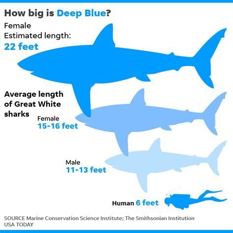 Divers in Hawaii may have been swimming with biggest great white shark ...