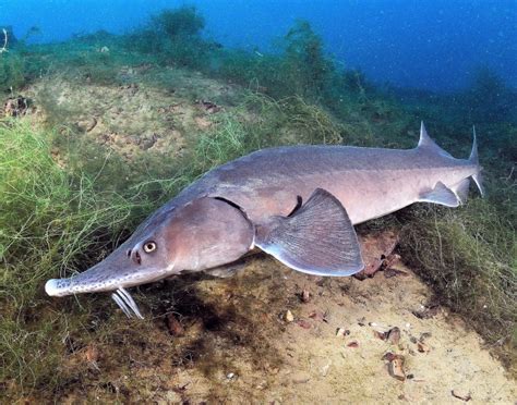 Beluga Sturgeon – "OCEAN TREASURES" Memorial Library