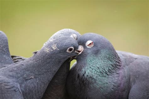 Pigeon Milk Is a Nutritious Treat for Chicks | Audubon