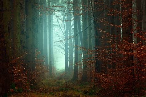 Mysterious Forest Wallpapers - Top Free Mysterious Forest Backgrounds ...