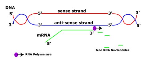 Sense vs antisense strand. The sense strand is the strand of DNA that has the same sequence as ...