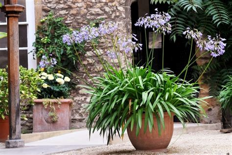 How to Grow Agapanthus in Pots Successfully: A Comprehensive Guide