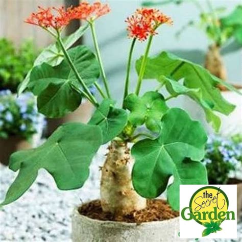 Ginseng Buddha Belly Plant with flower and FREE plastic pot, pebbles ...