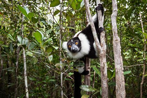 Lemur extinctions in Madagascar leave behind doomed orphan trees | New Scientist