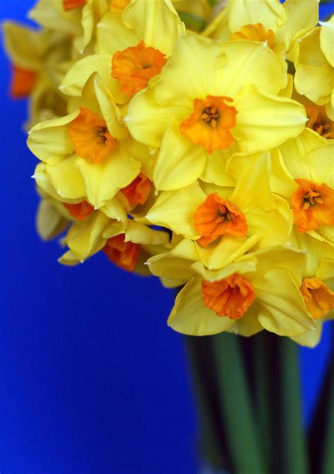 Yellow Daffodils Free Stock Photo - Public Domain Pictures