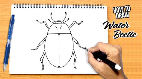 How to draw Water Beetle