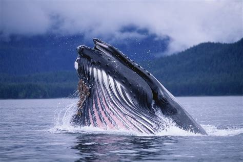 Humpback Whale Feeding in Frederick Sound in Alaska posters & prints by ...