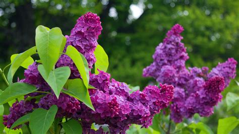 How to propagate lilacs: expert tips for taking cuttings