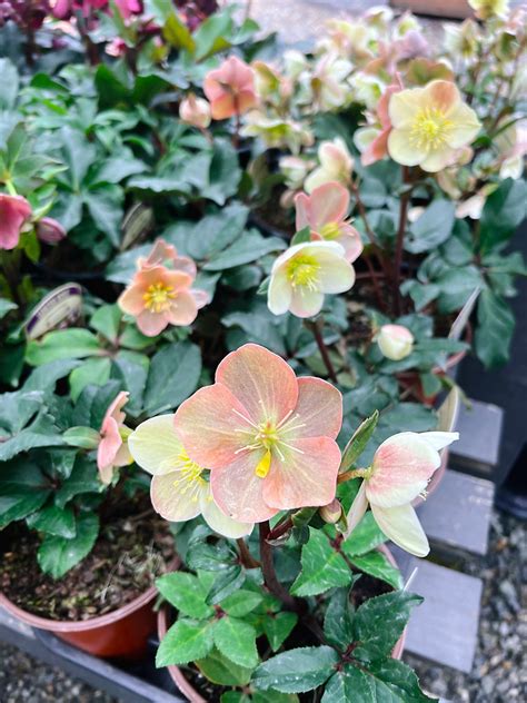 Plant Profiles: Hellebores