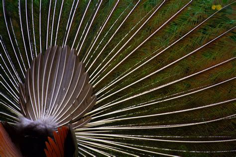 Peacock-National bird of India ~ Life Amazing