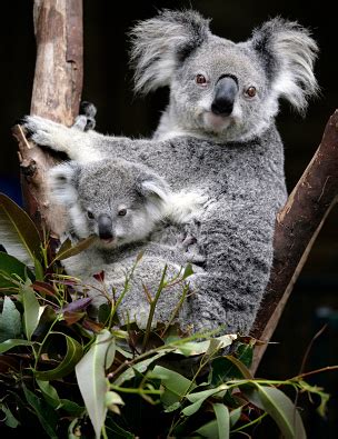 Datos sobre el koala para niños | Animales australianos | Marsupiales | My Star Idea