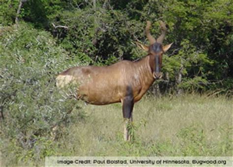 Bovidae - antelopes, cattle, gazelles, goats, sheep | Wildlife Journal Junior