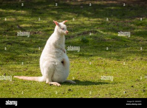 White kangaroo. Albino kangaroo. Very rare specie of kangaroo called ...