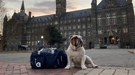 About Georgetown University's live mascot a bulldog named Jack | wusa9.com
