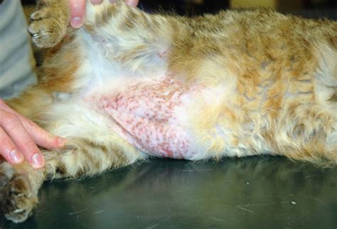 Cat Skin Rash - Eczema Free Skin