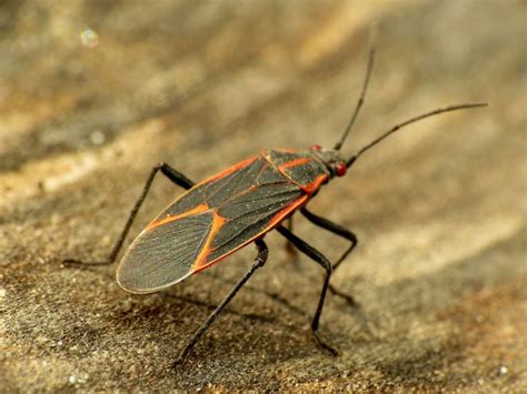 10 Stunning Red and Black Garden Bugs