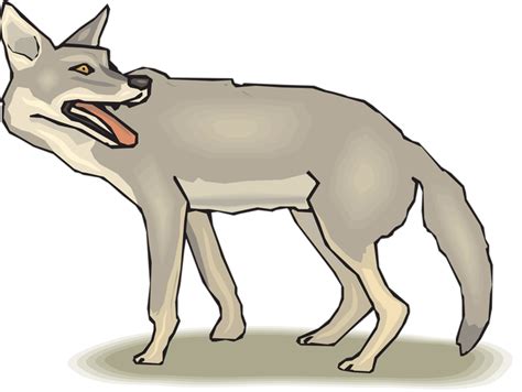 Coyote clipart transparent, Coyote transparent Transparent FREE for download on WebStockReview 2024