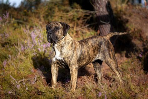 6 Perro De Presa Canario Colors: Patterns You Will Fall For