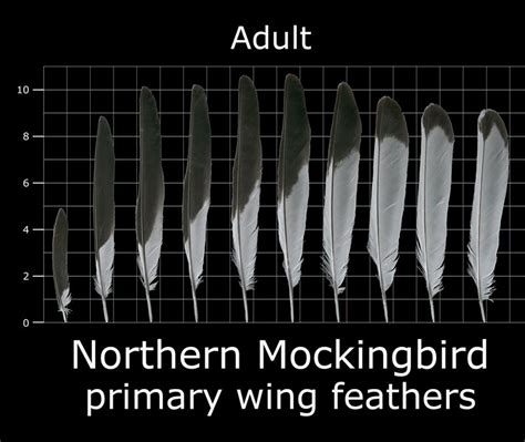 Northern Mocking Bird primary wing feathers - Pinned by The Mystic's ...