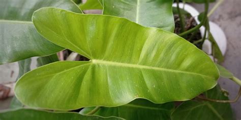 Philodendron Domesticum Care: Everything You Need To Know