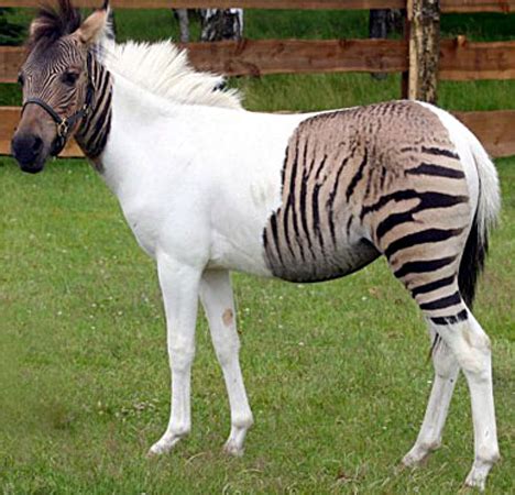 It's a Zorse, Of Course | ScienceBlogs