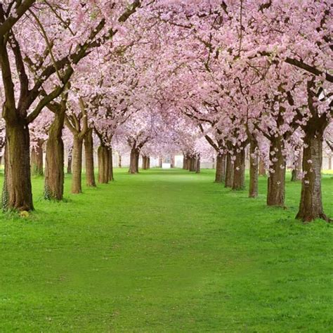 Laeacco Spring Flowers Tree Green Pathway Scenic Photography Backgrounds Vinyl Custom ...