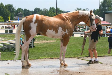 File:Sato, Throroughbred Palomino, sabino, stallion.jpg