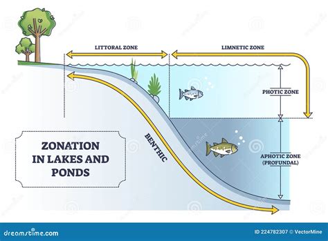 Zones Of A Lake Diagram