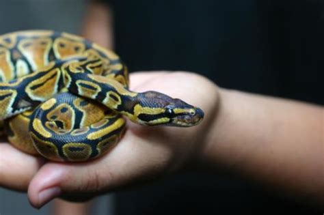 5 Types of Small Pet Snakes For Reptile Lovers