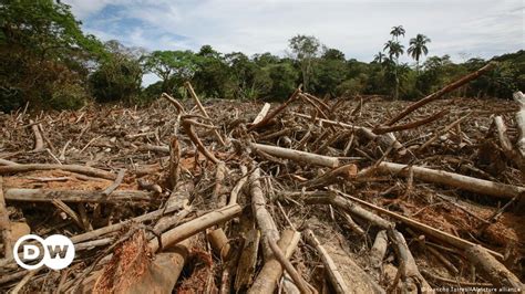 La agricultura impulsa más del 90 % de la deforestación tropical | DW | 11.09.2022 - TrendRadars ...