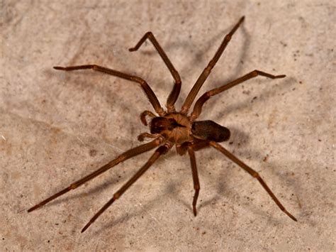 Brown Recluse Spider (Loxosceles laeta) | Recluse spider, Wolf spider, Spider bites