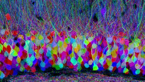 Mapping Brain Circuits