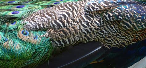 Peafowl feathers stock image. Image of elegance, brilliant - 191741497