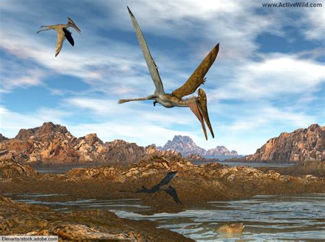 Pterodactyl Facts, Pictures & Information: Prehistoric Flying Reptile